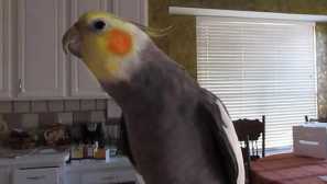 Když korell začal mluvit, měl jsem otázky pro svého manžela